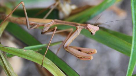 praying mantis on plant